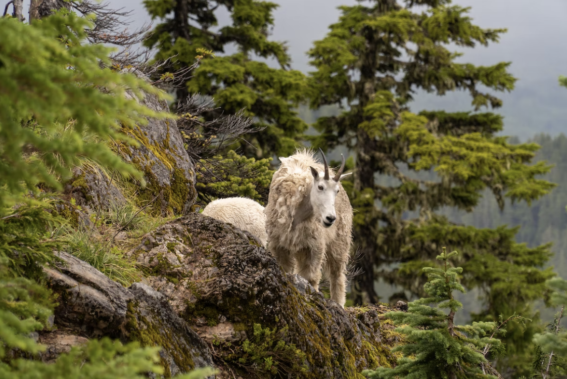 Olympic mountains mountain goats and hiking without lower back pain
